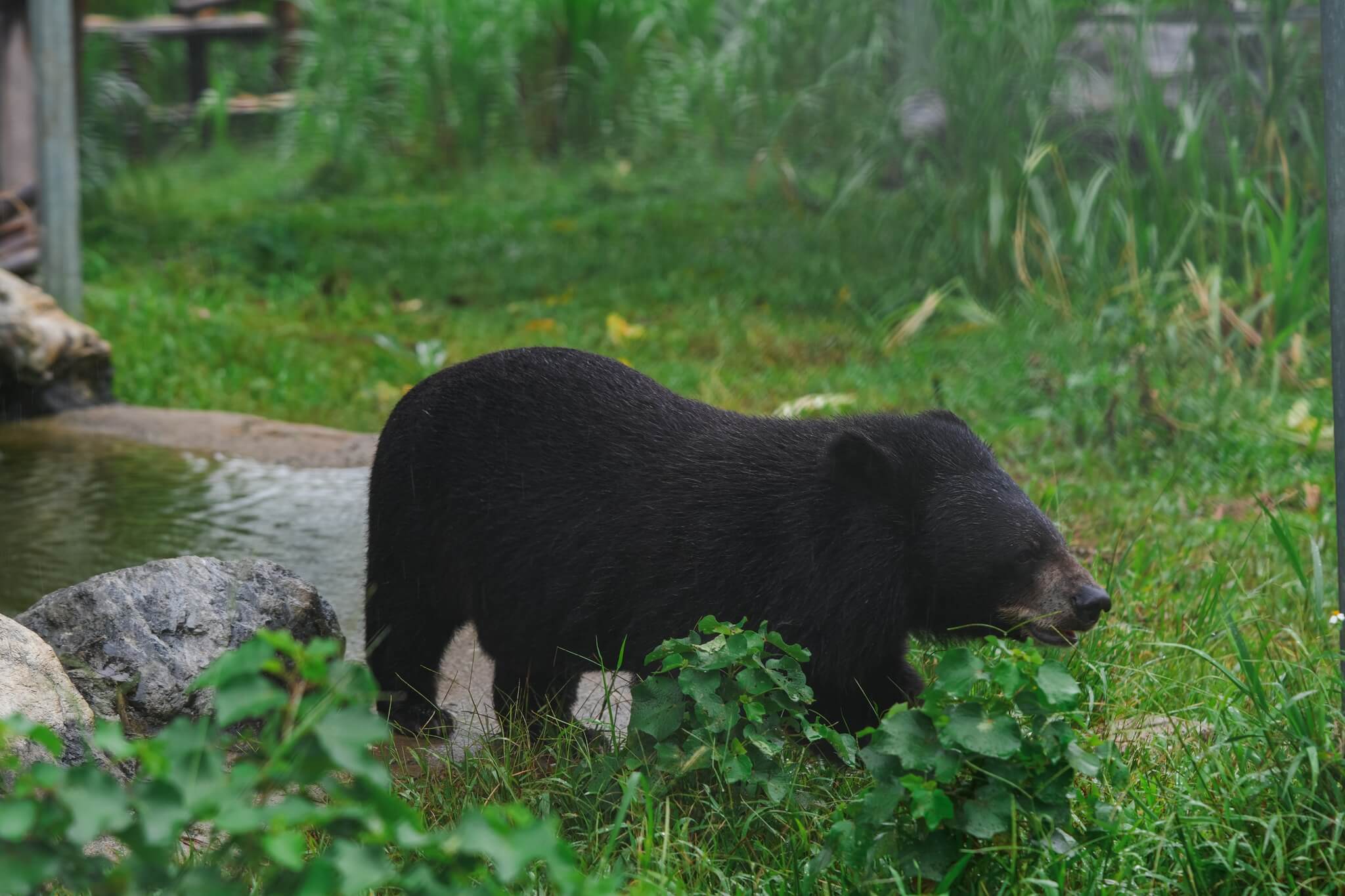 CƠ SỞ BẢO TỒN GẤU Ninh Bình