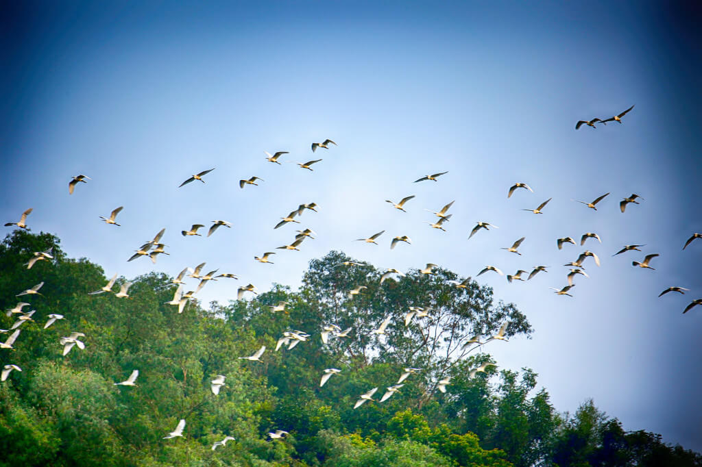 Rừng cò núi Hứa
