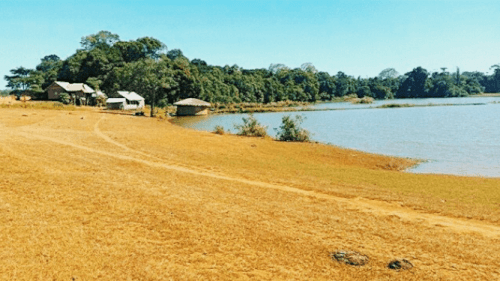 Bu Lach 草原 - 実生活での黄色い花と緑の草の草原