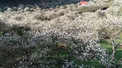 モクチャウ高原の白梅の花の美しさに観光客が驚く