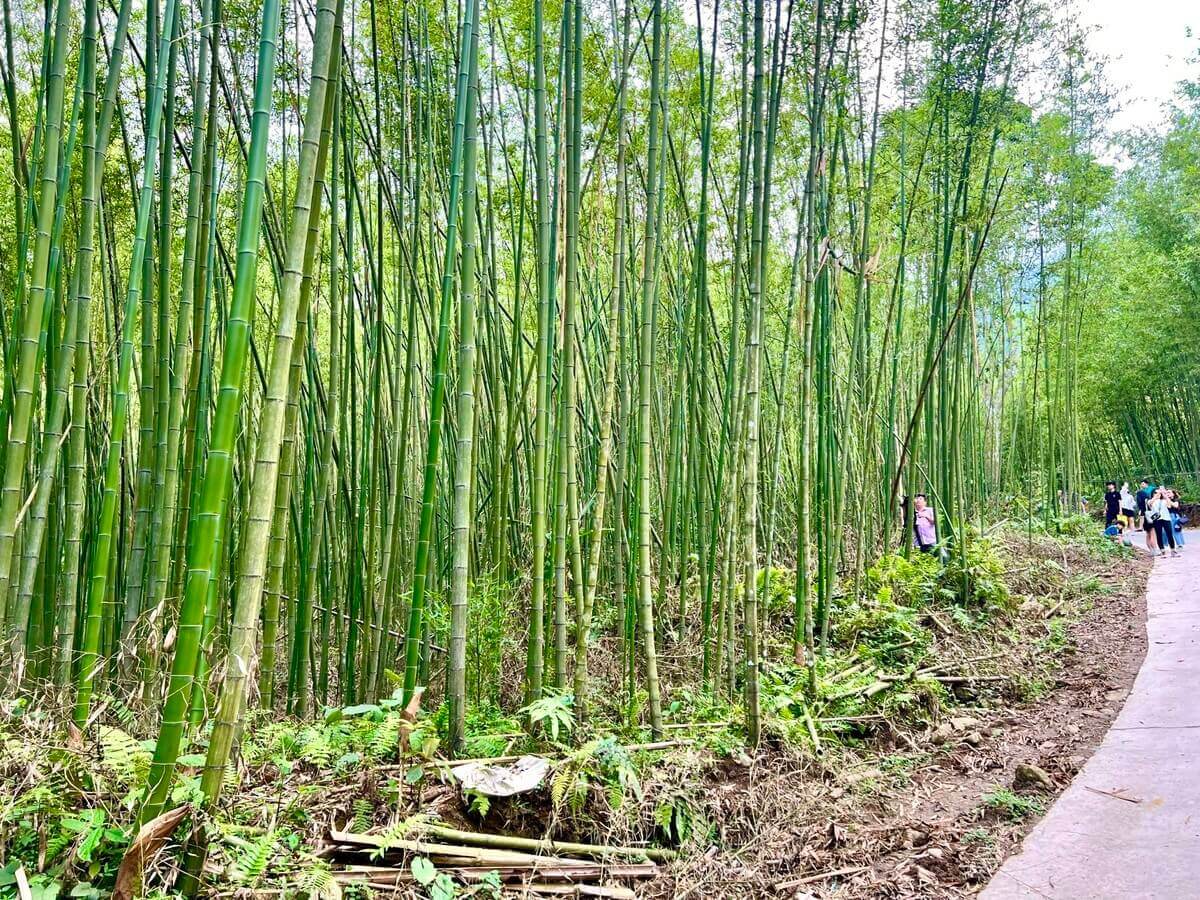 Rừng trúc Pù Lầu .