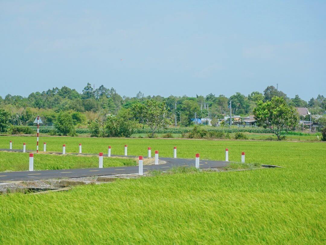 Tại sao cánh đồng An Nhứt trong mùa lúa chín vàng lại gây sốt?