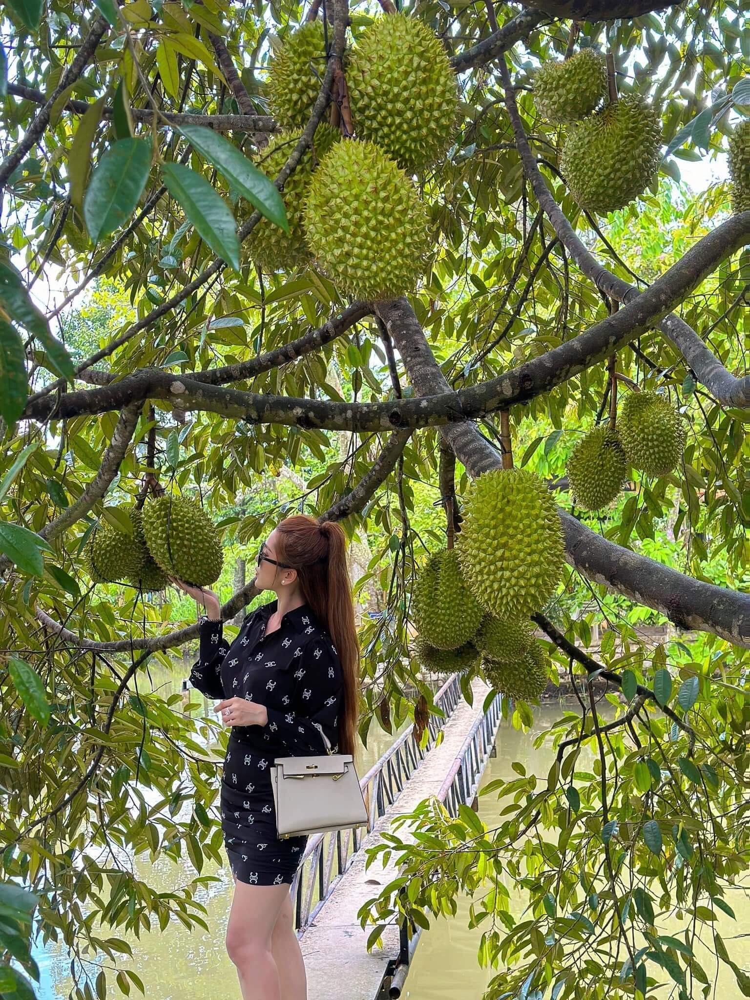 収穫期になると、ルン コット カウ観光地では青々とした果樹が生い茂り、観光客や芸能人を興奮させます。