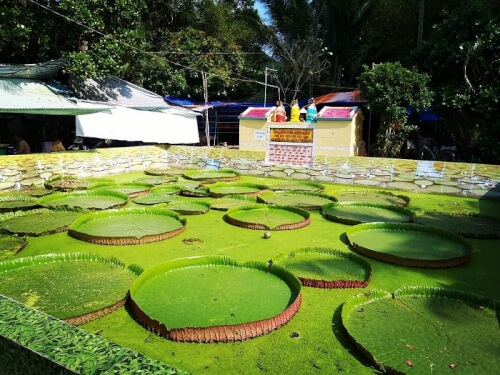 Check in cùng lá sen siêu to khổng lồ - chùa Phước Kiển