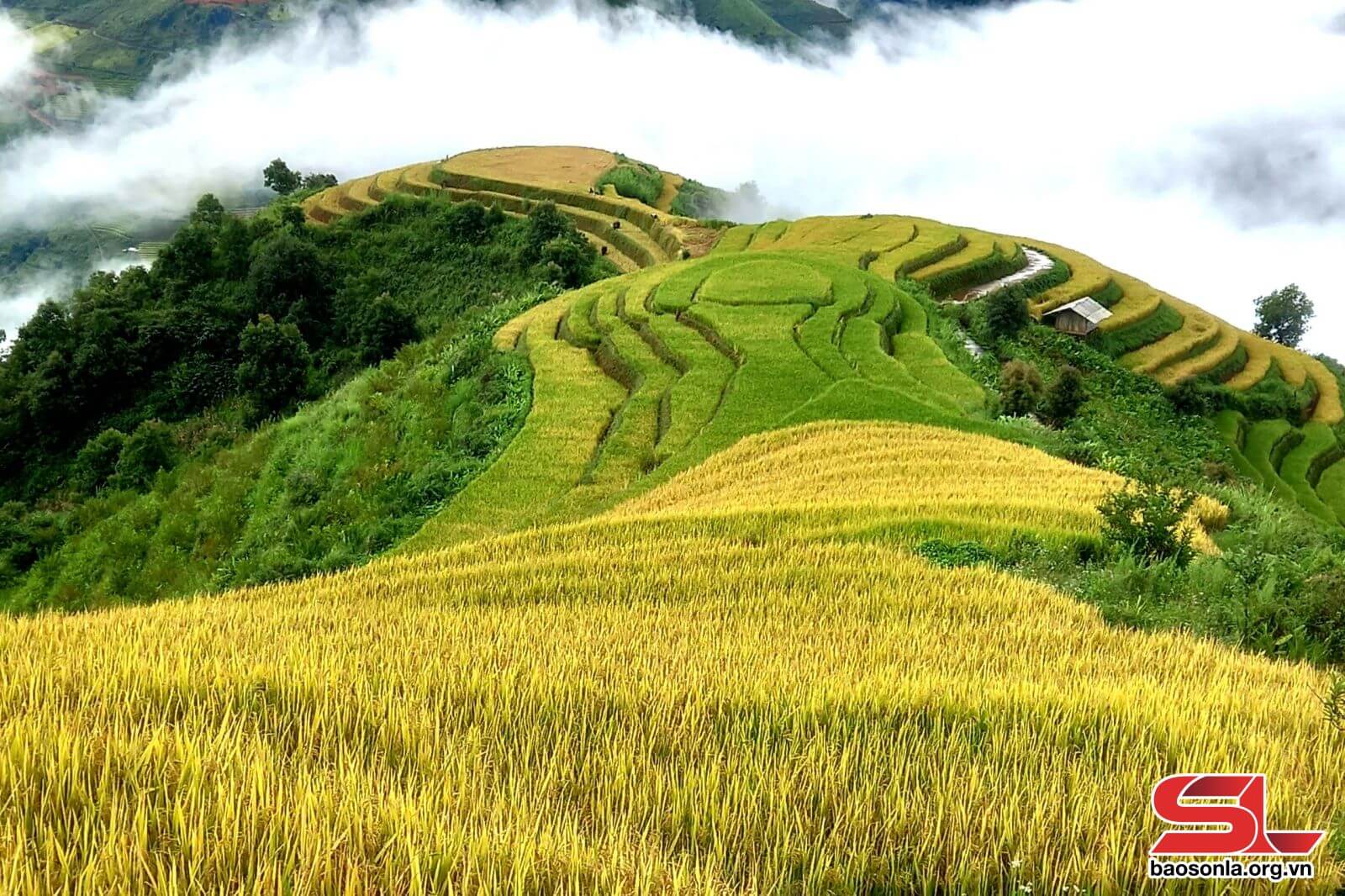 Khu ruộng lúa bậc thang bản Trông Tầu, xã Xím Vàng.