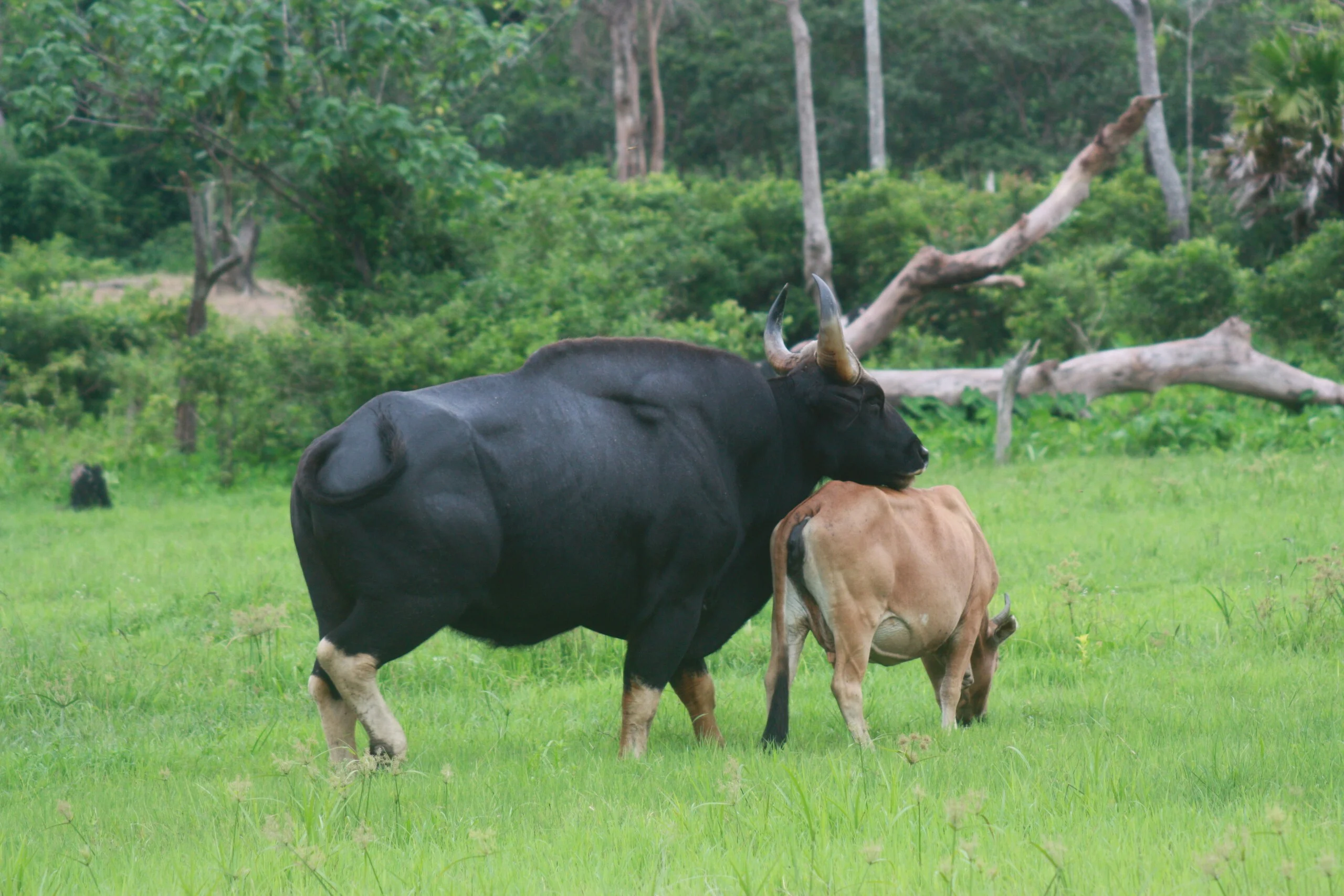 푸옥빈 국립공원의 야생 가우르