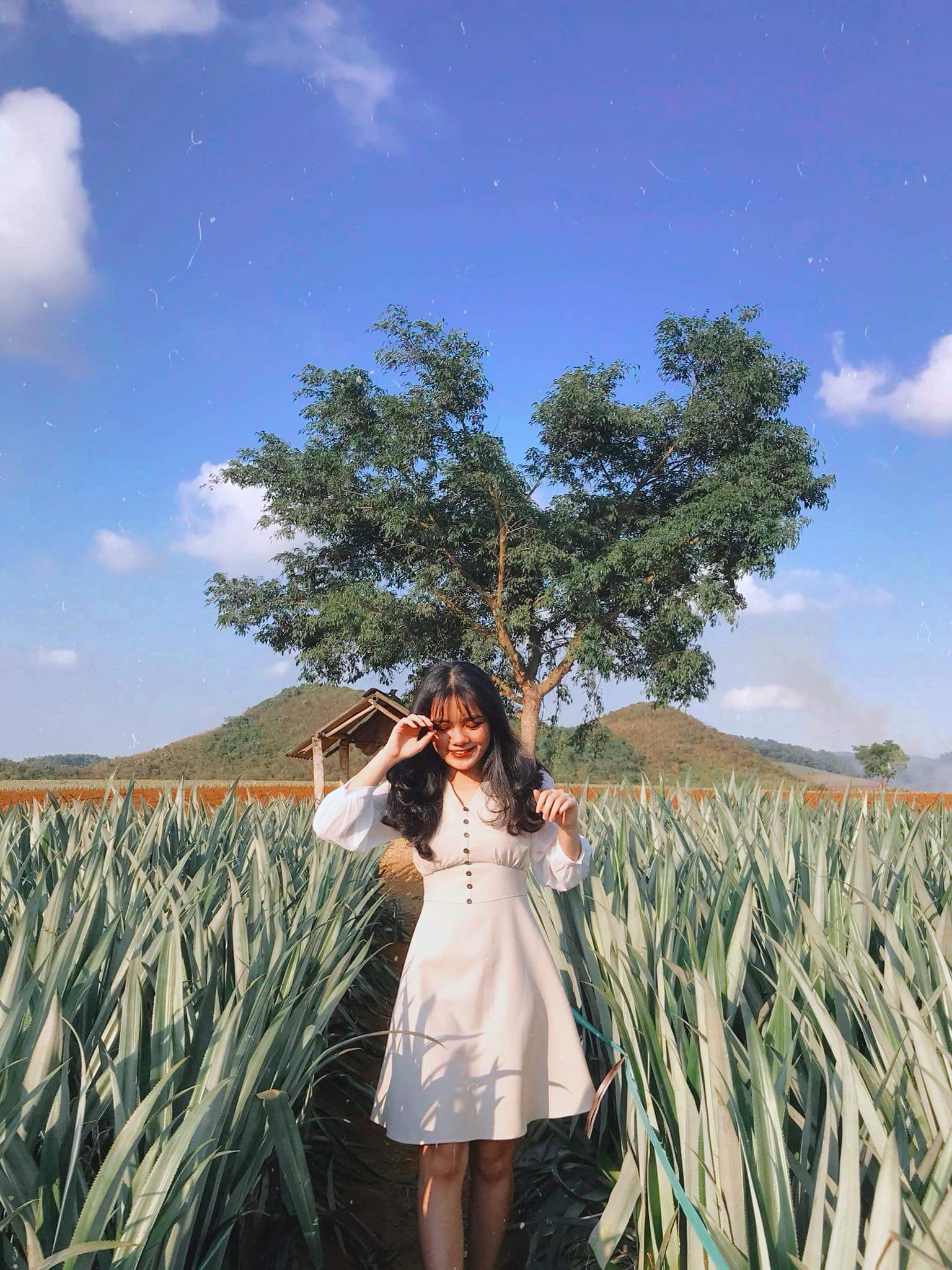 Đồi dứa Tam Điệp