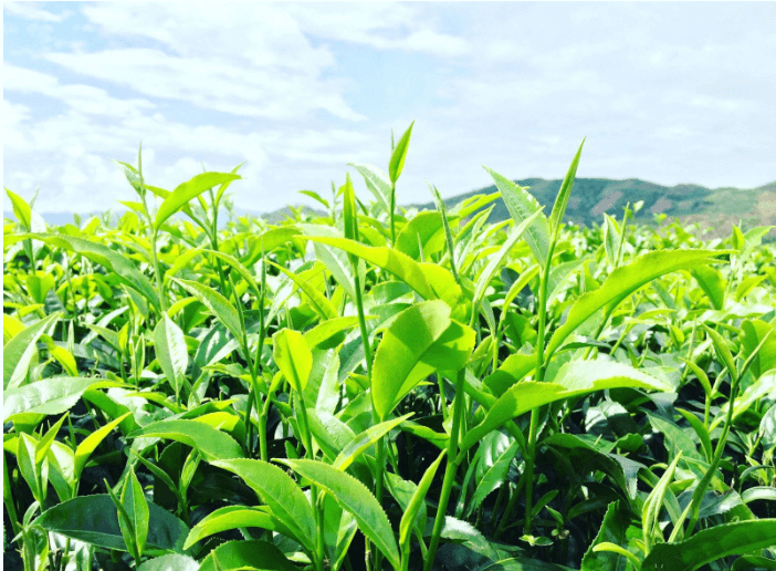 Đồi chè Tân Uyên .