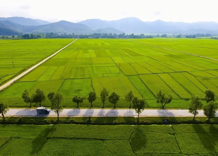 Cánh đồng Mường Thanh.