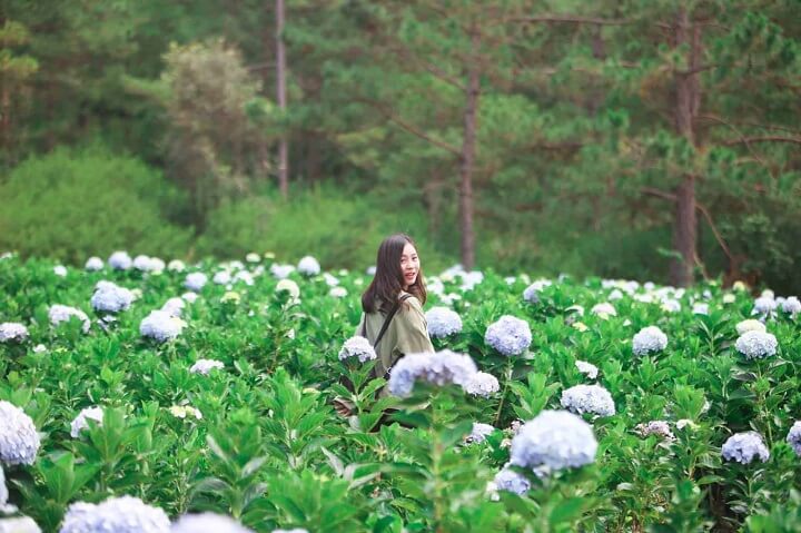 特に、ドリーミーシティの特徴であるアジサイの花は、その瑞々しく詩的な姿に多くの人を「圧倒」させています。