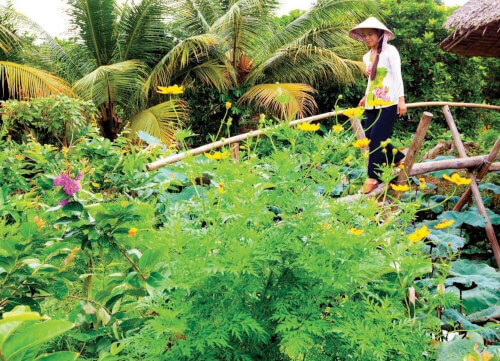 Khu sinh thái Miệt vườn Cái Bè