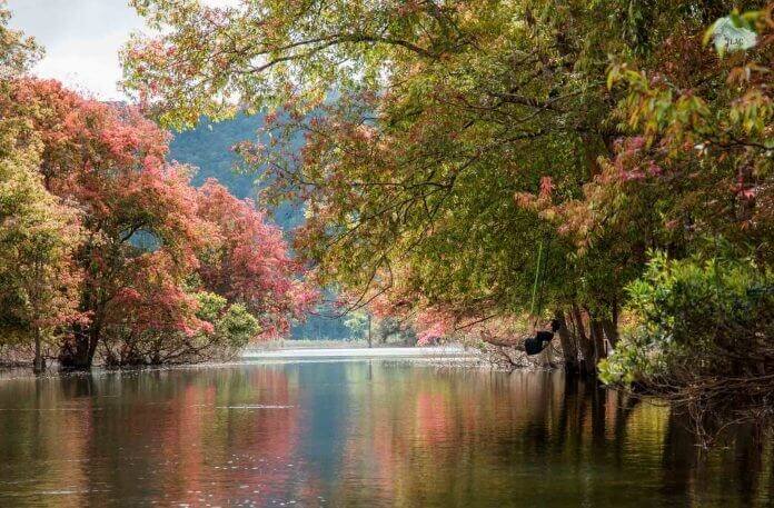 ドラン（ラムドン）の印象的な紅葉の季節