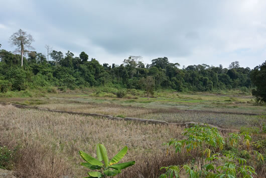 ジャックフルーツ園、コーハウ畑