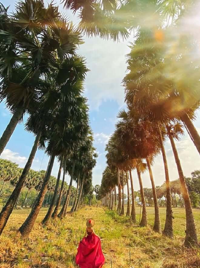 Cánh đồng thốt nốt