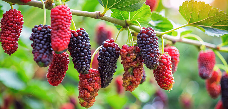 Vườn dâu tằm Mỹ Khánh