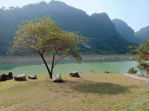 Cây cô đơn bên hồ