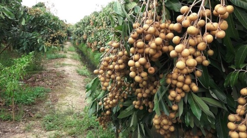 고대 용안 정원 - 독특한 문화를 발견하는 정원 관광지