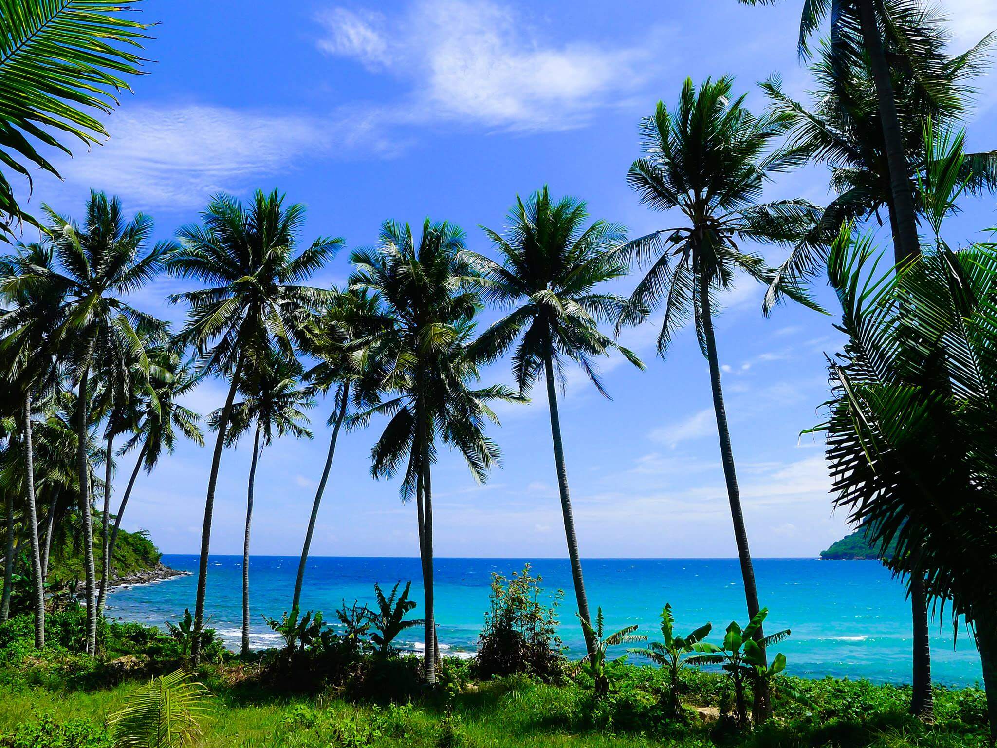 涼しい緑のココナッツの木