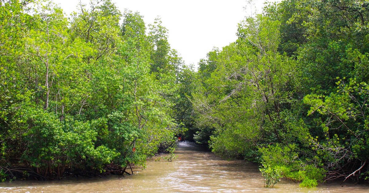 Rừng Sác Cần Giờ