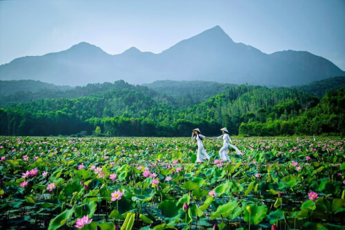 クアンのトラリー畑の鮮やかな蓮の季節