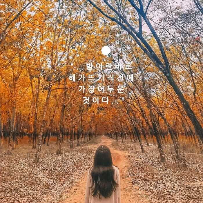 Rừng cao su Tây Ninh