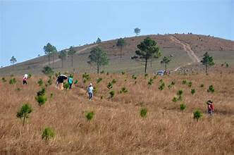 フェニックスの上で草が燃える