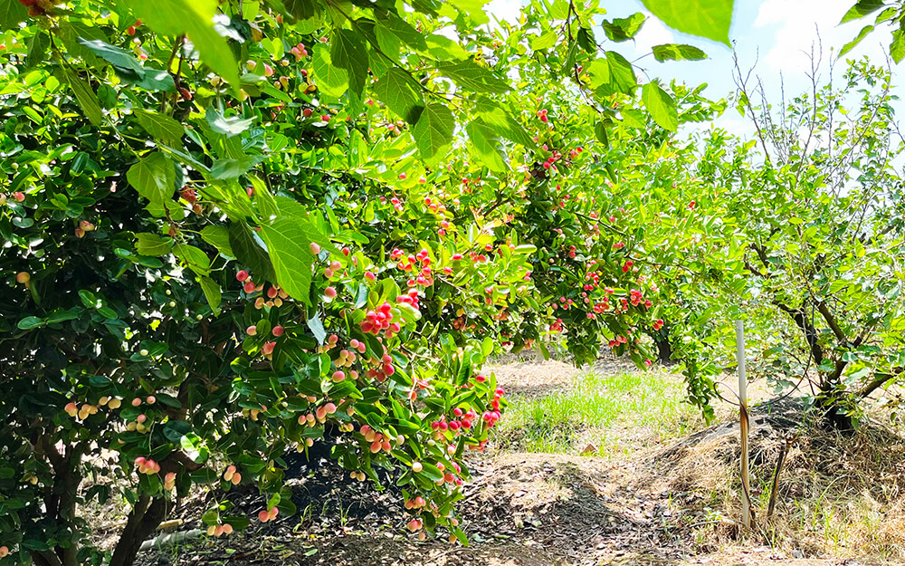 Vườn dâu tằm Mỹ Khánh