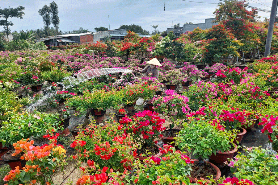 Làng hoa giấy Phú Sơn