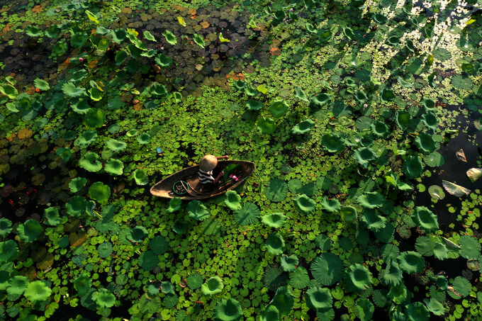 Đầm sen Vân Hội