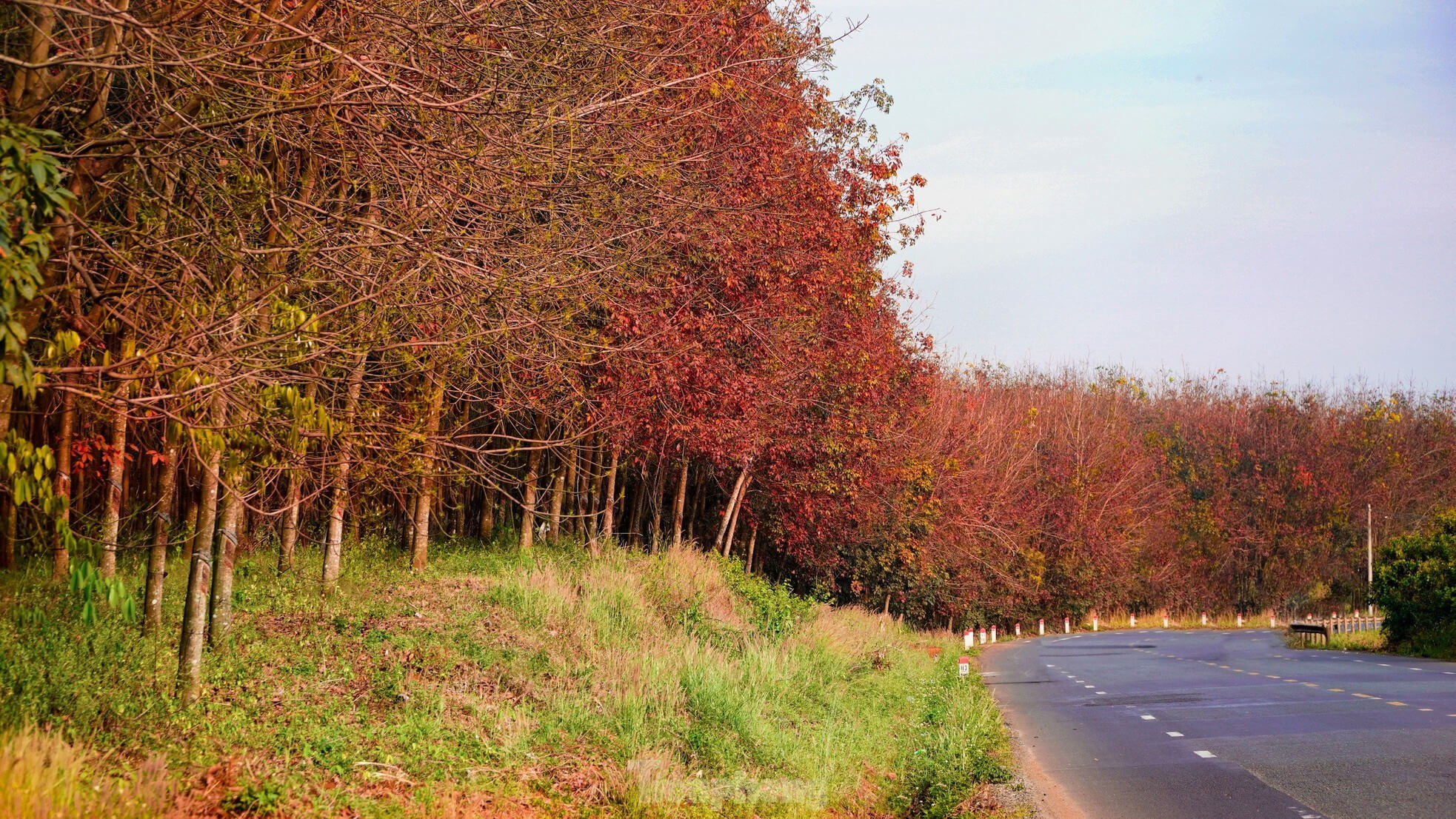 Rừng cao su Tây Ninh