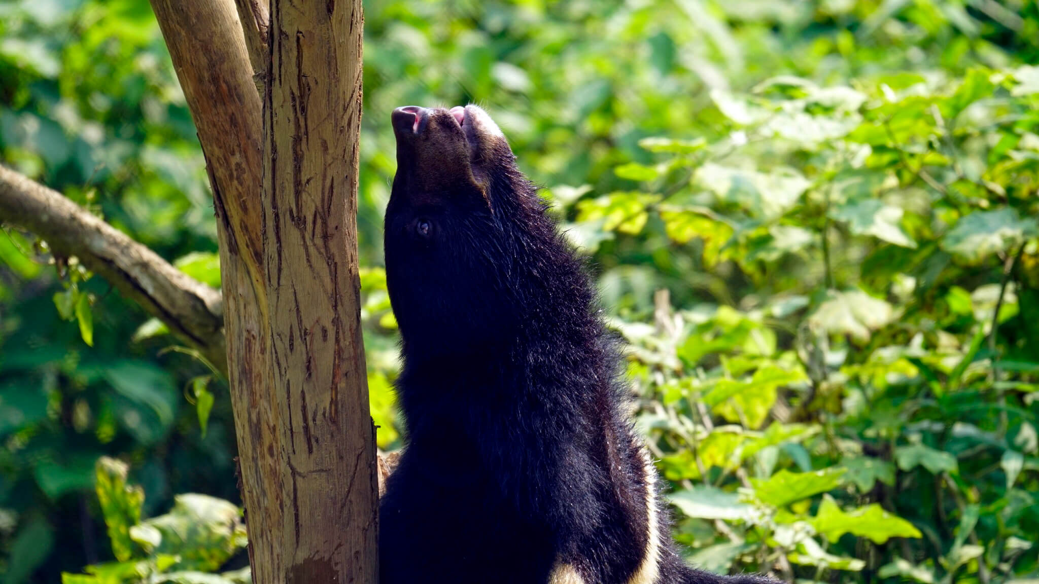 CƠ SỞ BẢO TỒN GẤU Ninh Bình