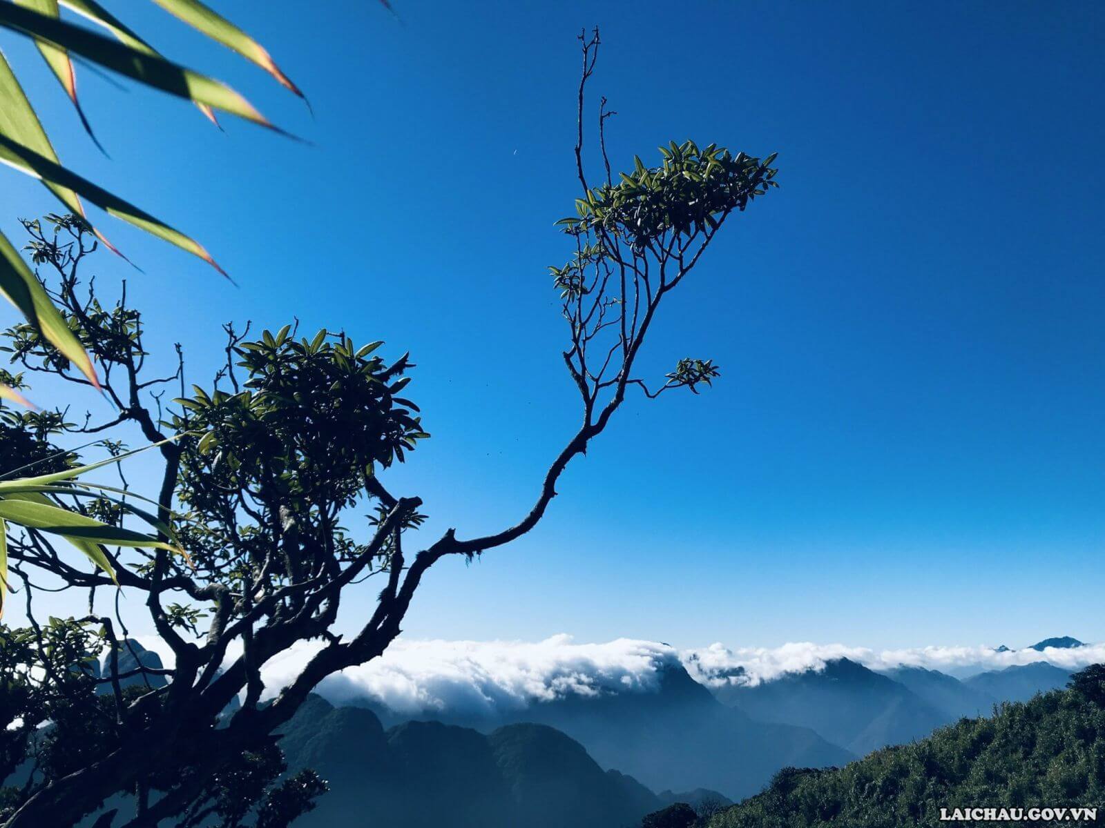 Đỉnh Tả Liên – Phong Thổ