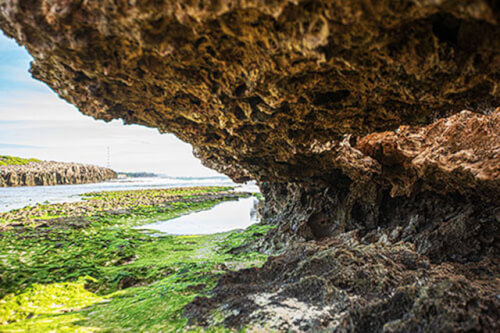 Hon Do의 녹색 이끼 카페트의 아름다움