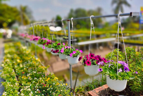 Những ngày giáp Tết tại làng hoa Kiểng Sa Đéc