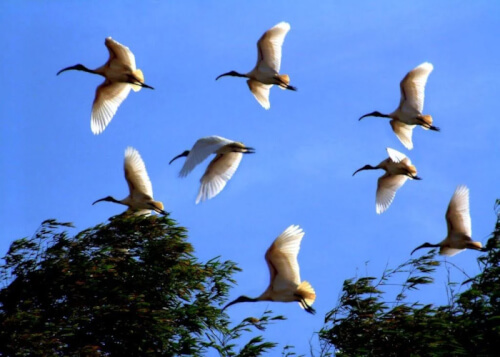 チャビンでユニークなコー パゴダを発見