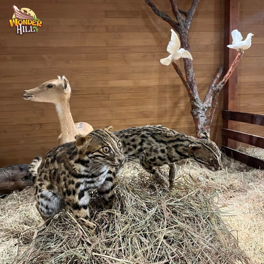 원더힐 티켓 - 판티엣 원더힐