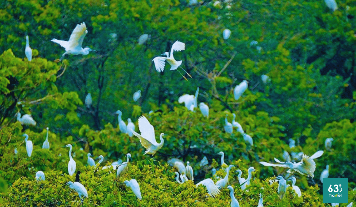 Vườn cò Hải Lựu - khu du lịch sinh thái độc đáo ở Vĩnh Phúc