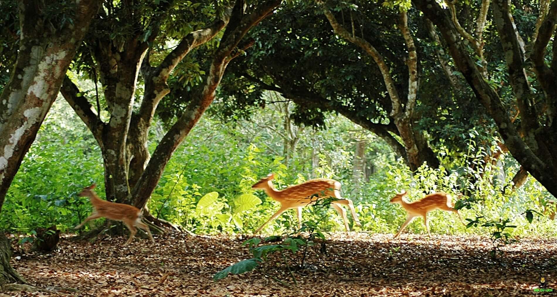 Vườn quốc gia Cúc Phương