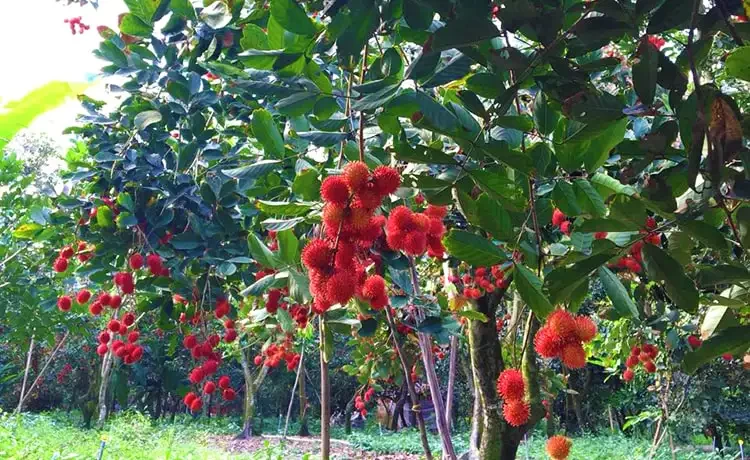 Vườn trái cây Cái Mơn