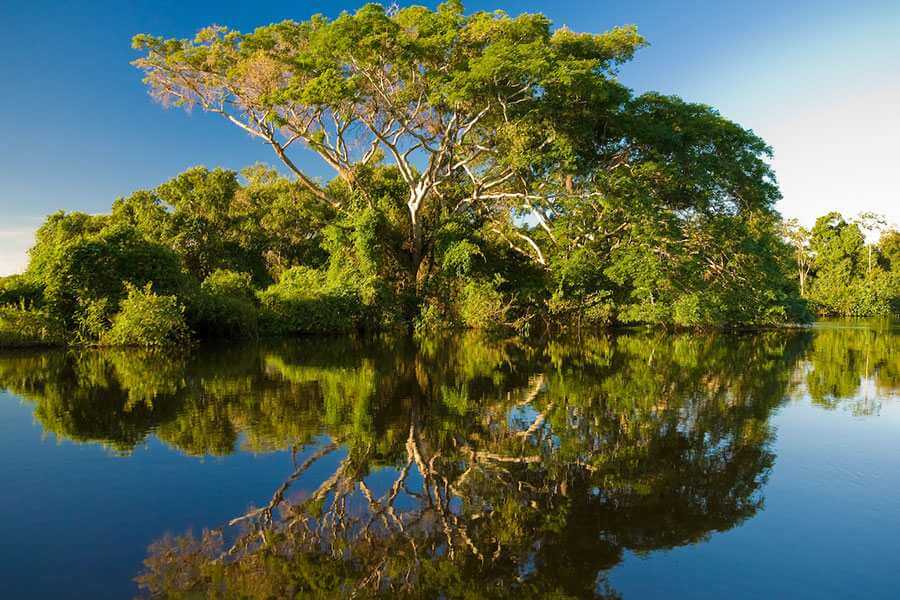 Rừng Sác Cần Giờ