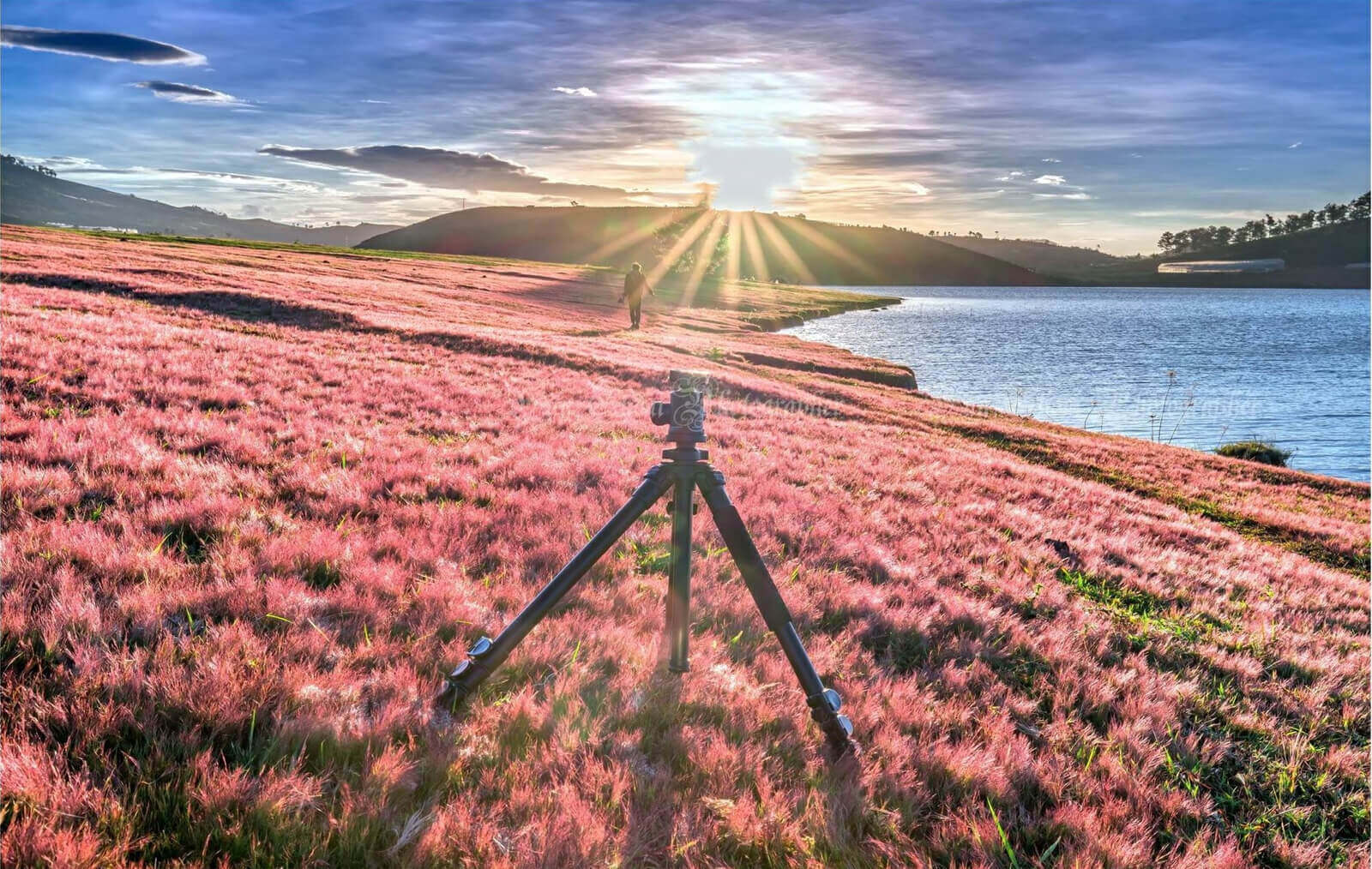 霜と雪に覆われたピンクの草、ダラットは夢のように美しい