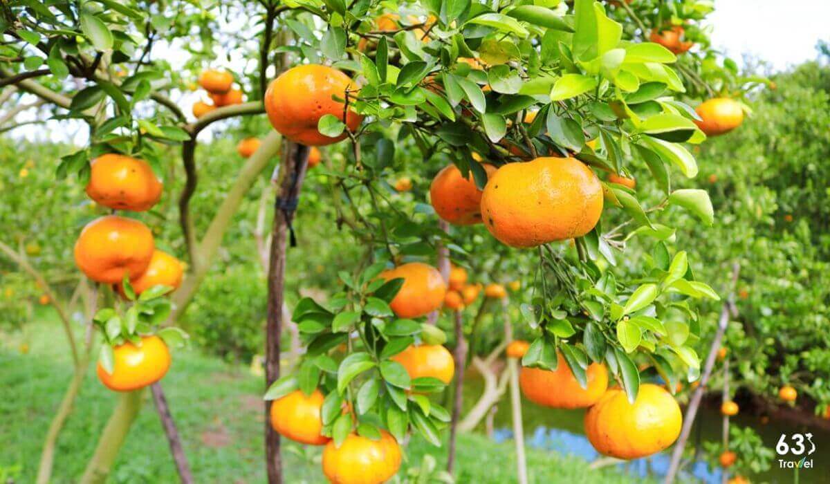 Mua quýt hồng để làm quà