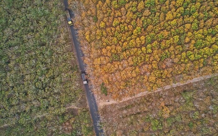 Rừng cao su Tây Ninh