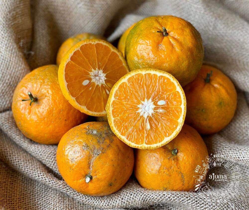 Tuyen Quang: Little is known about Ham Yen crockery | VTC1