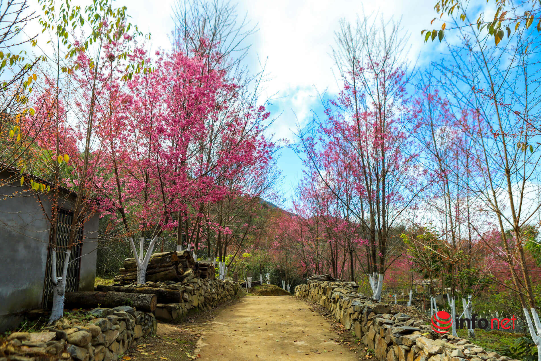 春の訪れを告げる森の桃の花