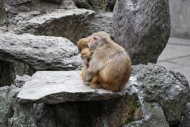 EXPLORE MARBLE MOUNTAIN AND SON TRA MONKEY MOUNTAIN