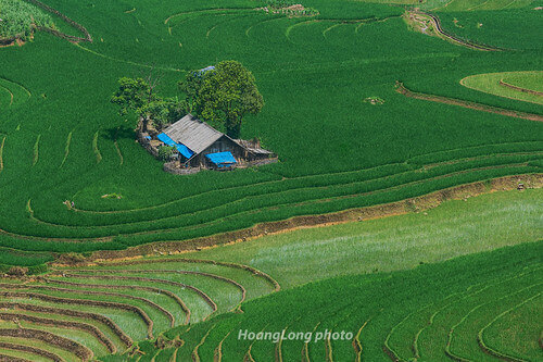 サンマサオの森 - 緑の形を作成する