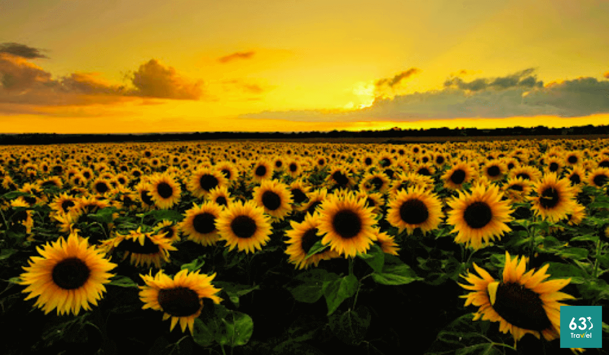 Đẹp mê hồn với cánh đồng hoa hướng dương ở Nghệ An