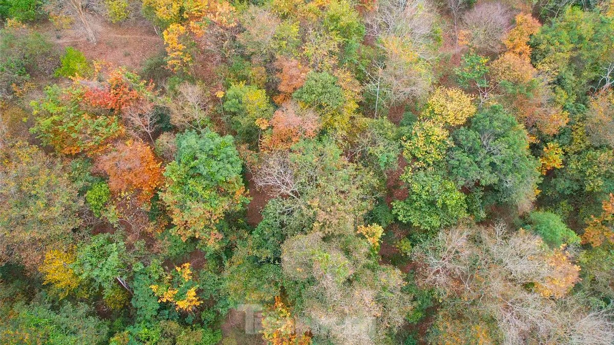 紅葉の季節は原生林の美しさに驚嘆