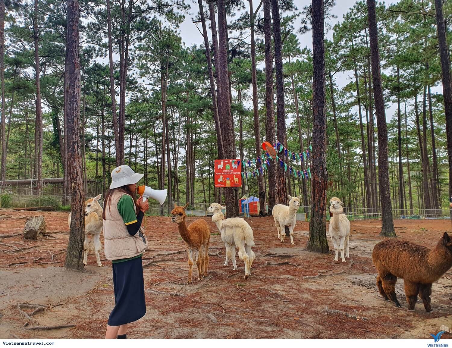 ズードゥー ダラット動物園は、ラムドン省ラックズオン地区ダニムコミューンのサブゾーン 94A に位置し、ダラット市内中心部から約 34 km です。